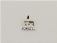 藏品(鞘翅目(1))的圖片